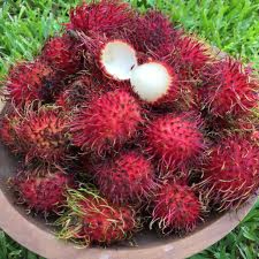 Rambutan fresh Fruit (40149)